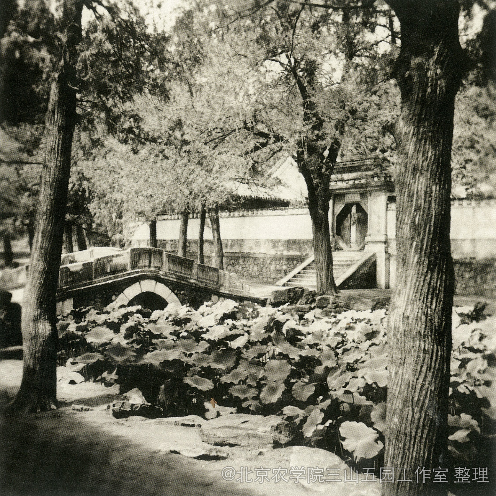 xiugai 葫芦河荷花.jpg