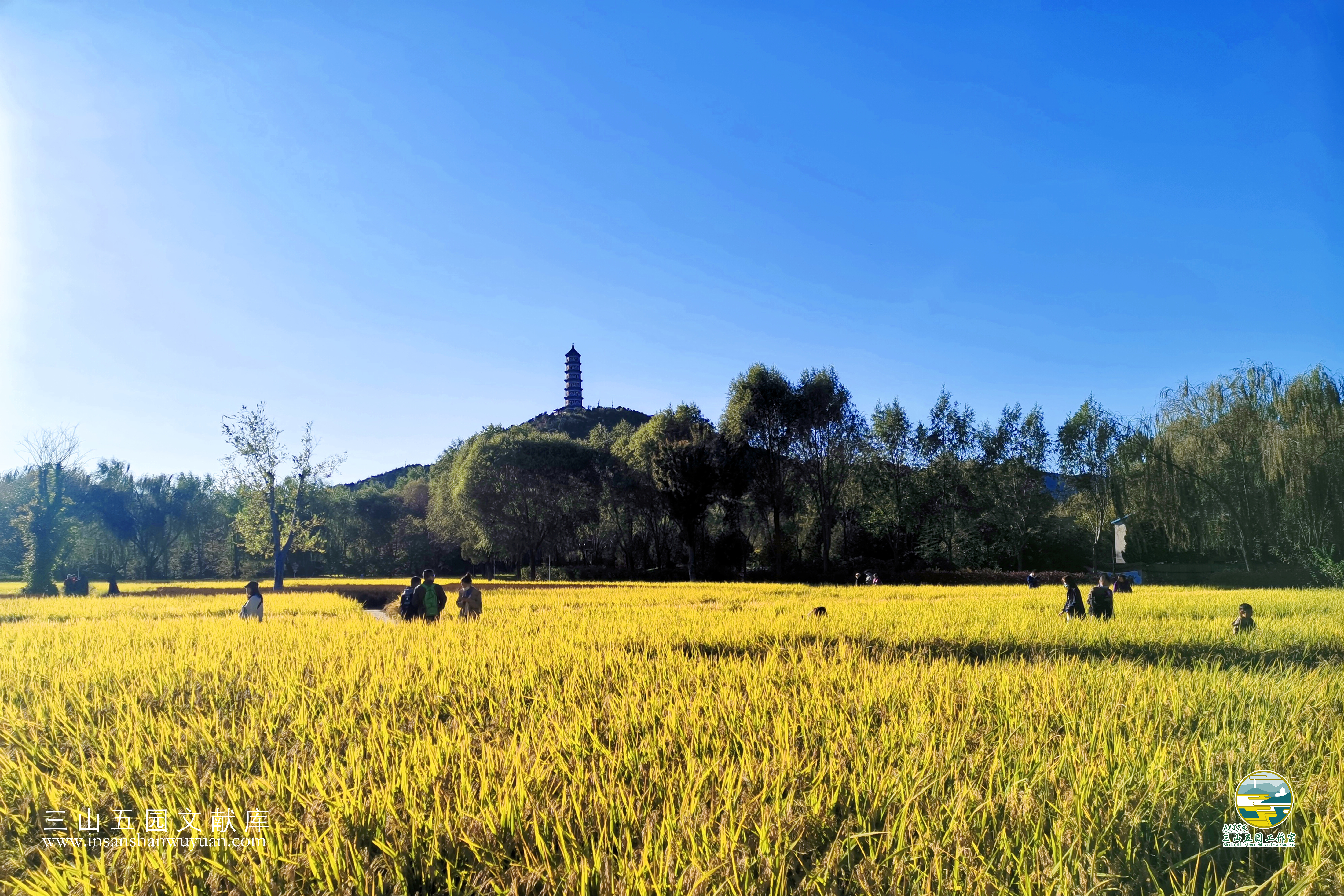 玉泉山下的京西稻.jpg